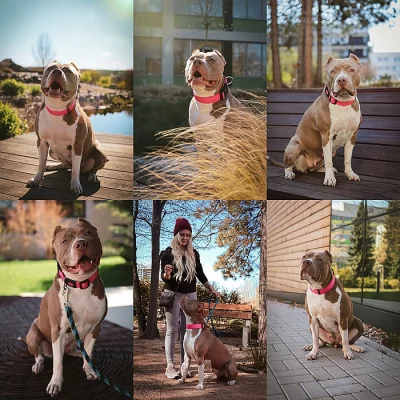 American bully s PP