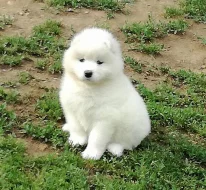 Samojed štěně Štěňata