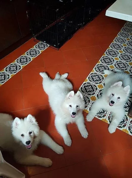 Samojed štěně Štěňata