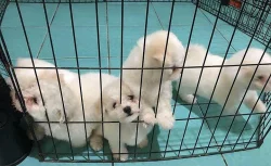 Samojed štěně Štěňata