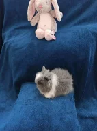 Teddy králíčci