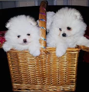 Německý špic trpasličí, Pomeranian