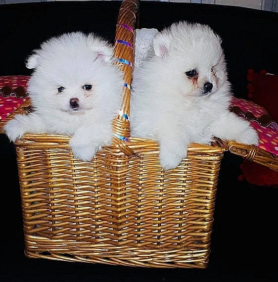 Německý špic trpasličí, Pomeranian