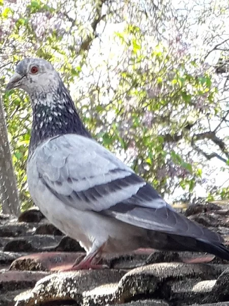 Poštovní holubi kmene Van Der Espt