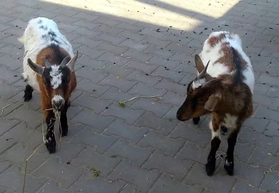 Holandská zakrslá koza - kozička a kozlíci