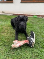 CHOVNÝ pes Cane Corso ke krytí