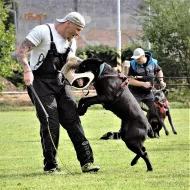 CHOVNÝ pes Cane Corso ke krytí