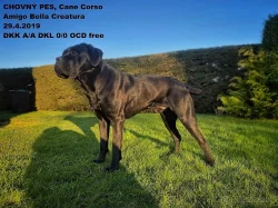 CHOVNÝ pes Cane Corso ke krytí