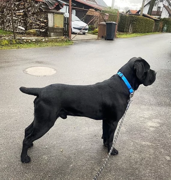 CHOVNÝ pes Cane Corso ke krytí