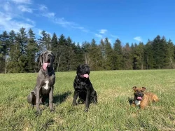 CHOVNÝ pes Cane Corso ke krytí