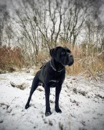 CHOVNÝ pes Cane Corso ke krytí