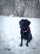 CHOVNÝ pes Cane Corso ke krytí