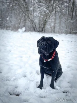 CHOVNÝ pes Cane Corso ke krytí