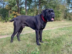 CHOVNÝ pes Cane Corso ke krytí