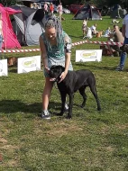 CHOVNÝ pes Cane Corso ke krytí