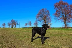 CHOVNÝ pes Cane Corso ke krytí