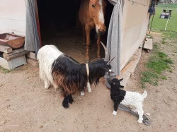 Walliserká kůzlátka