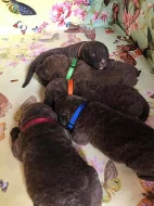 chesapeake bay retriever