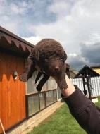 chesapeake bay retriever