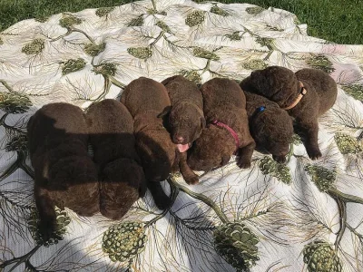 chesapeake bay retriever