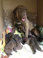 chesapeake bay retriever