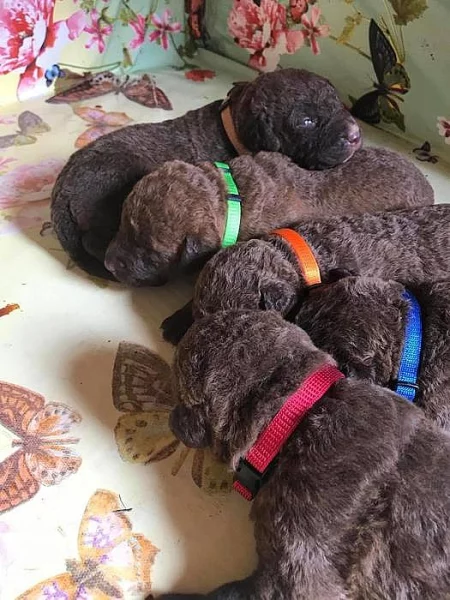 chesapeake bay retriever