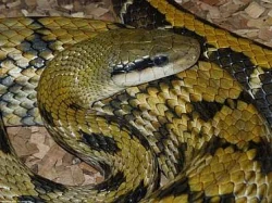 Orthriophis taeniurus