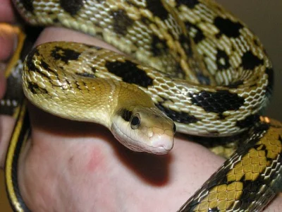 Orthriophis taeniurus