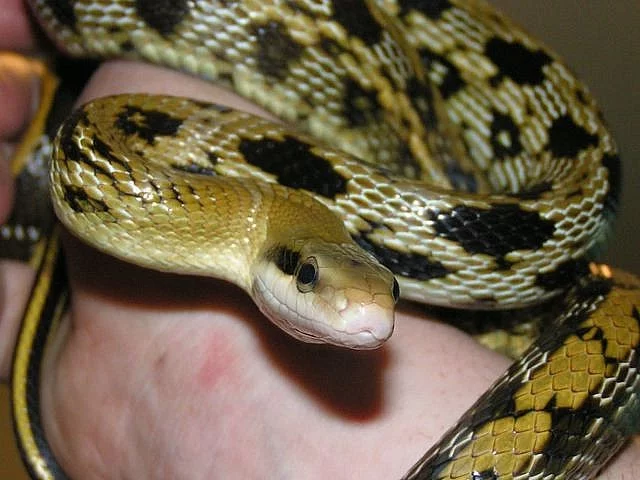 Orthriophis taeniurus