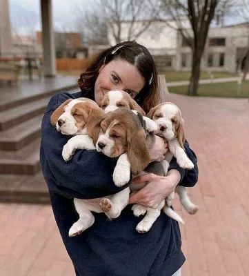 Štěňata beagle
