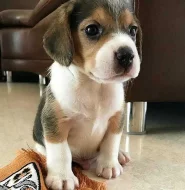 Štěňata beagle
