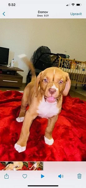 Stěně pitbulla