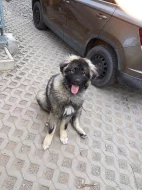 fenka