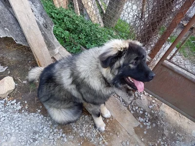 fenka