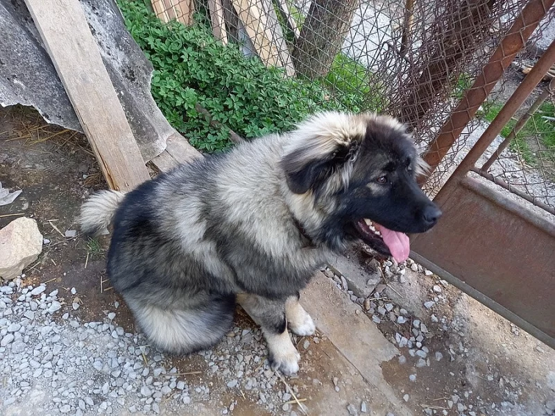 fenka