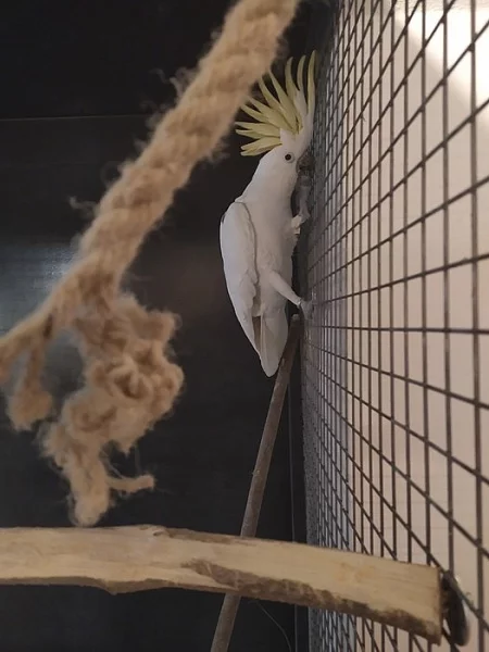Kakadu žlutočečelatý
