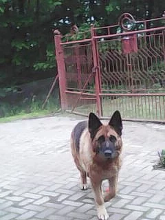 německy ovčak