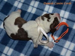 Štěňata Italského spinone k zadání.