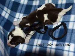 Štěňata Italského spinone k zadání.