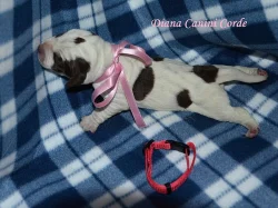 Štěňata Italského spinone k zadání.