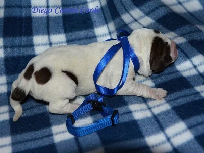 Štěňata Italského spinone k zadání.