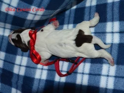 Štěňata Italského spinone k zadání.