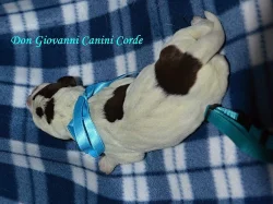 Štěňata Italského spinone k zadání.