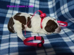 Štěňata Italského spinone k zadání.