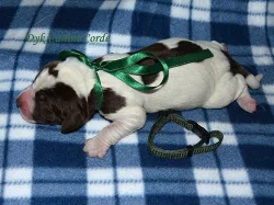 Štěňata Italského spinone k zadání.