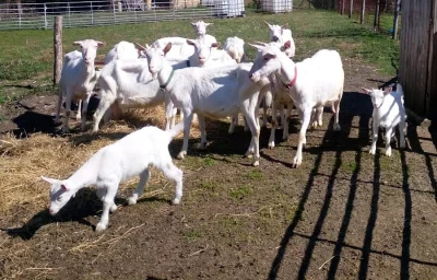 Kůzlata