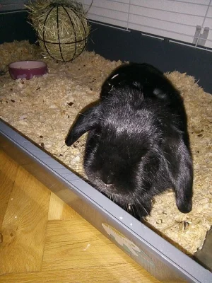 Zakrslý beran cerny s rodokmenem