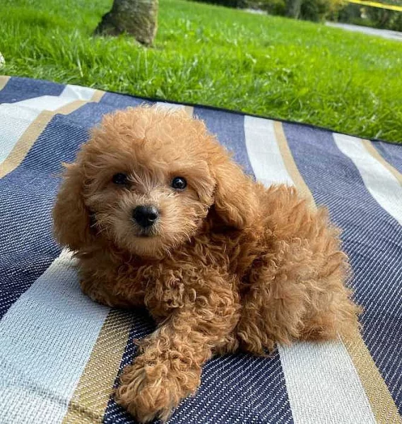 Prodej Nádherný pudl