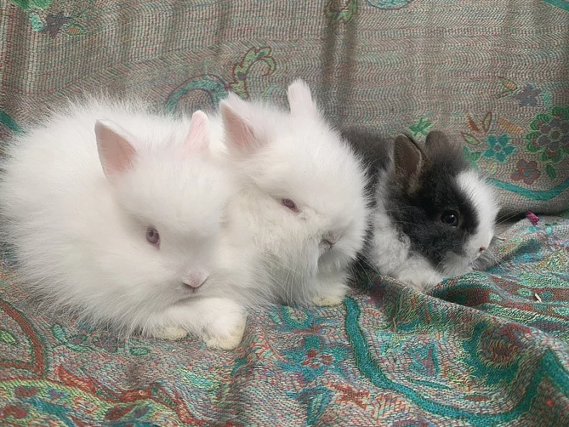 Zakrslý králíčci ❤️ 2x kluk a 3x holka- již k odběru