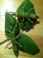 Strašilky,vajíčka